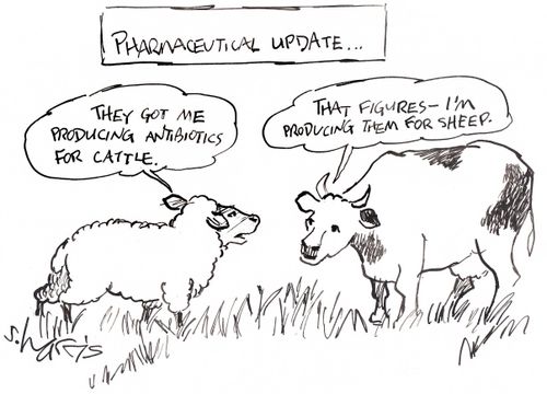 'Pharmaceutical update:  'They got me producing antibiotics for cattle.' - 'That figures -  I'm producing them for sheep.'