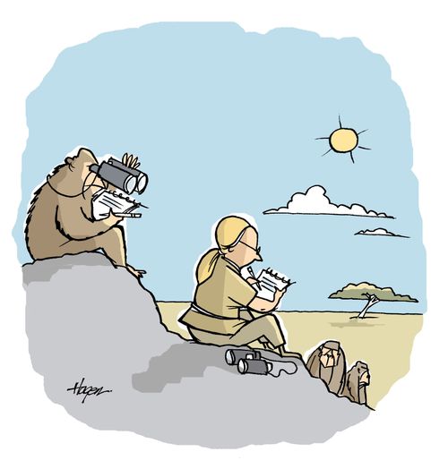 Lady studying chimps, chimp studying lady.