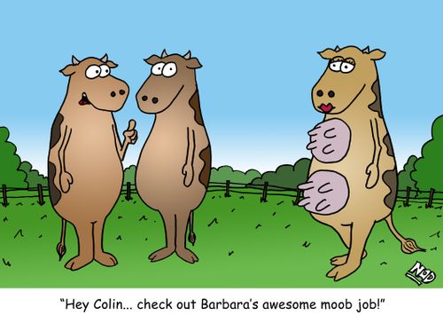 Two cows are admiring a female cow that has an extra udder - 'Hey Colin... check out Barbara's awesome moob job!'