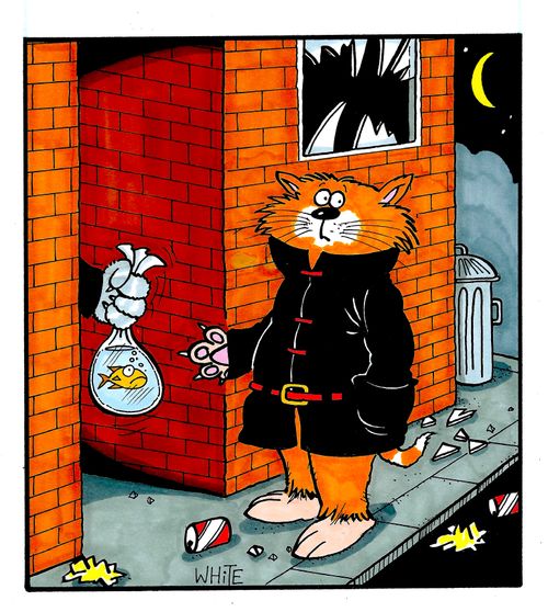 Alleyway cat
