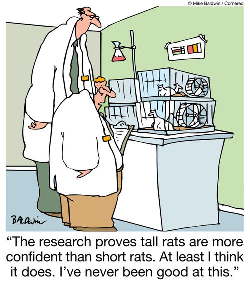"The research proves tall rats are more confident than short rats. At least I think it does. I've never been good at this."