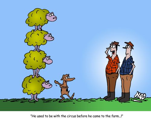 A sheep dog has stacked the sheep four high - 'He used to be with the circus before he came to the farm...!'