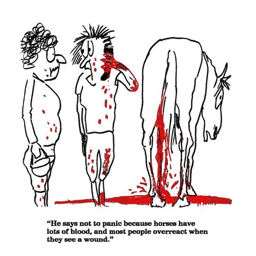 'He says not to panic because horses have lots of blood...'