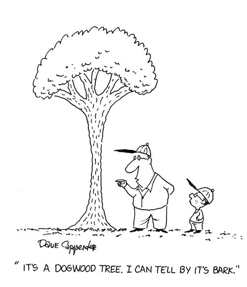 'It's a dogwood tree. I can tell by it's bark.'