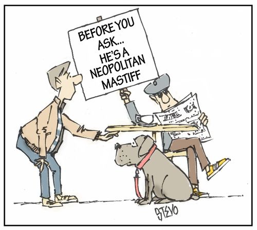 Before you ask...he's a neopolitan mastiff.