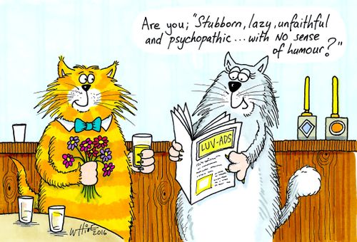 Cat Love Ads: "Are you; 'Stubborn, lazy, unfaithful and psychopathic...with no sense of humour?""