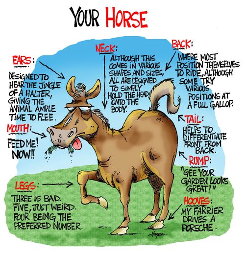 YOUR HORSE - Poster style outlining horse parts.