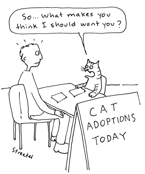 Cat Adoptions Today.