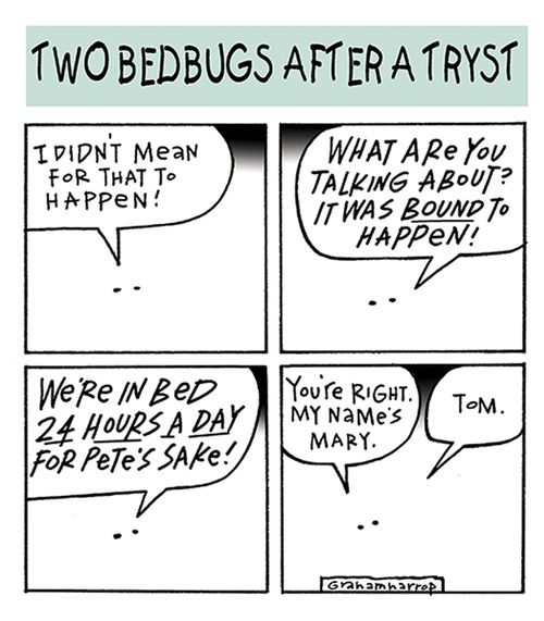 Two bedbugs after a tryst.
