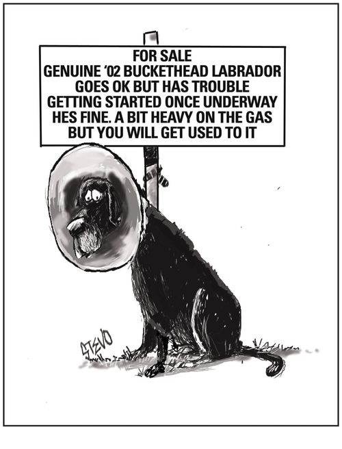 Labrador for sale