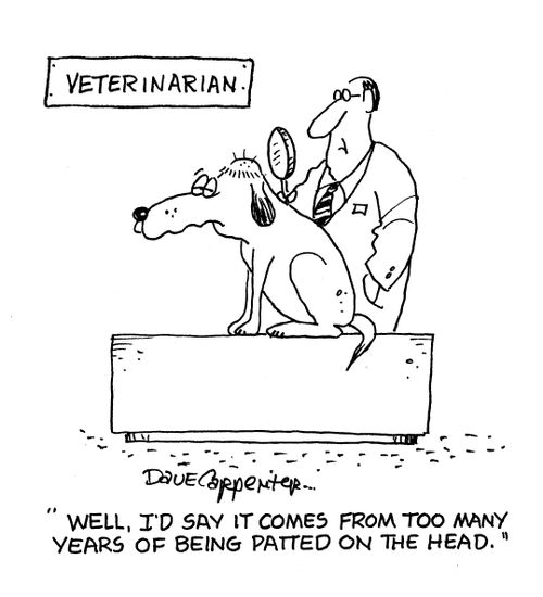Balding dog