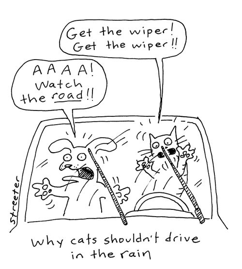 Why cats shouldn't drive in the rain.