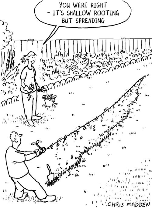 'You were right - it's shallow rooting but spreading'