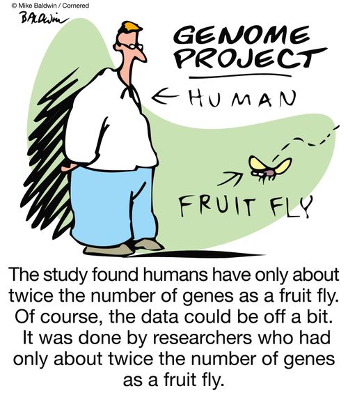 The study found humans have only about twice the number of genes as a fruit fly. Of course, the data could be off a bit. It was done by researchers who had only about twice the number of genes as a fruit fly.