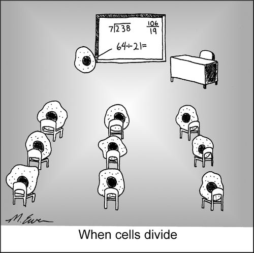 When Cells Divide
