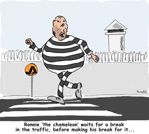 Ronnie 'the chameleon' waits for a break in the traffic, before making his break for it...