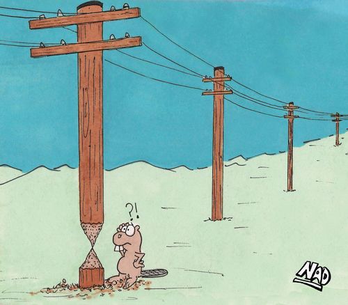 Beaver barking up the wrong tree