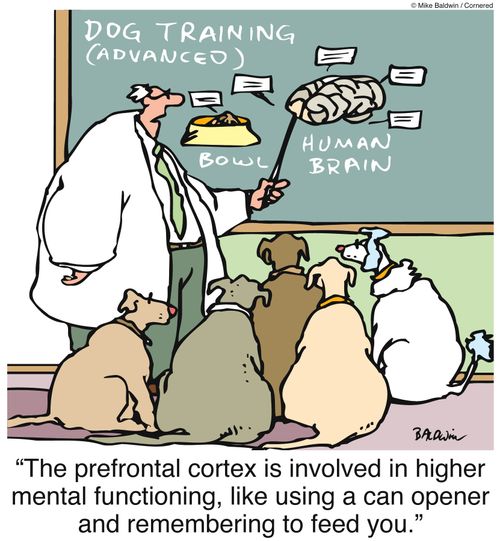 Dog training