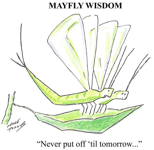 Mayfly Wisdom: Never put off til tomorrow...