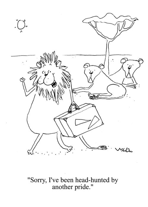 'Sorry, I've been head-hunted by another pride.'