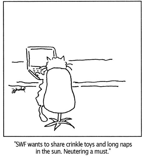 Cat typing on computer 'SWF wants to share crinkle toys and long naps in the sun. Neutering a must.'
