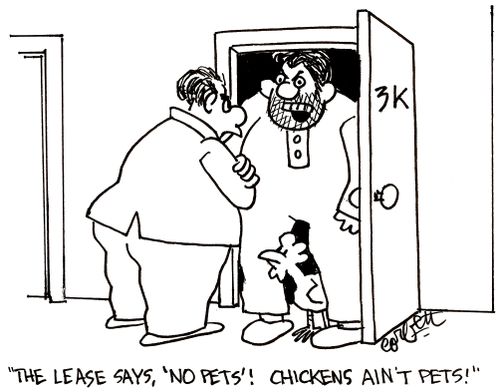 'The lease says, 'No Pets'!  Chickens ain't pets!' 