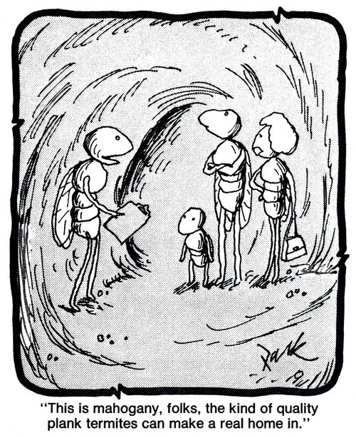 'This is mahogany, folks, the kind of quality plank termites make a real home in.'