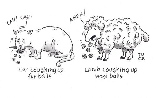 Lamb coughing up wool balls