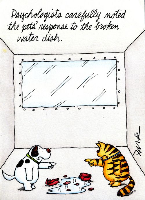 Psychologists carefully noted the pets' response to the broken water dish.