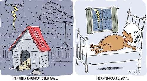 The Labradoodle, 2017