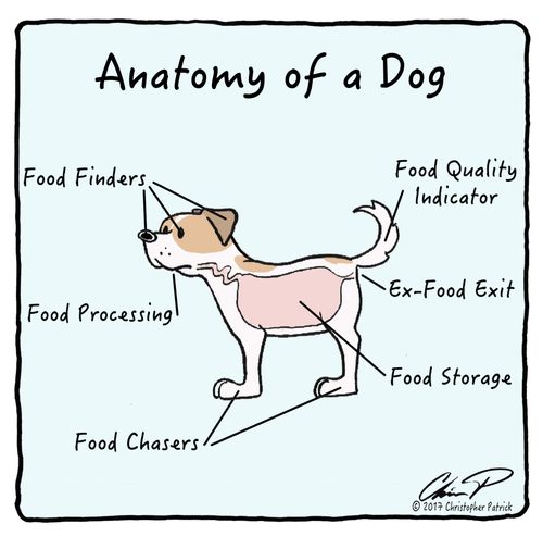 Anatomy of a Dog