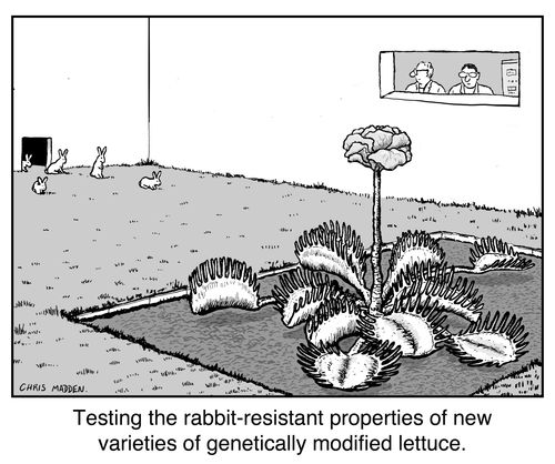 Testing the rabbit-resistant properties of new strains of genetically modified vegetatbles