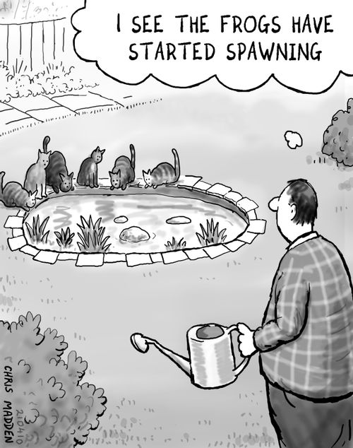 'I see the frogs have started spawning.'