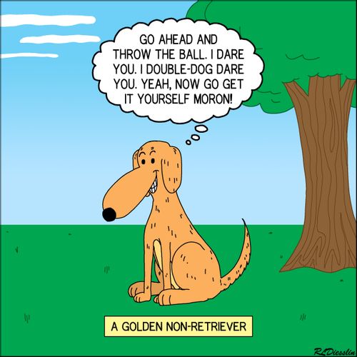 A Golden Non-Retriever