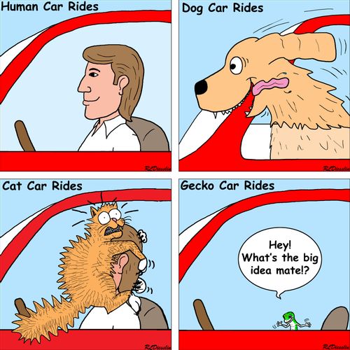 Different kinds of car rides