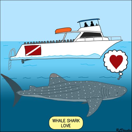 Whale Shark Love