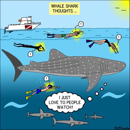 Whale Shark Thoughts...