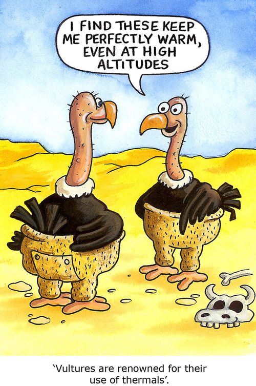 'Vultures are renowned for their use of thermals'.