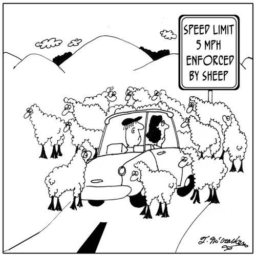 Speed Limit 5 MPH. Enforced by Sheep.
