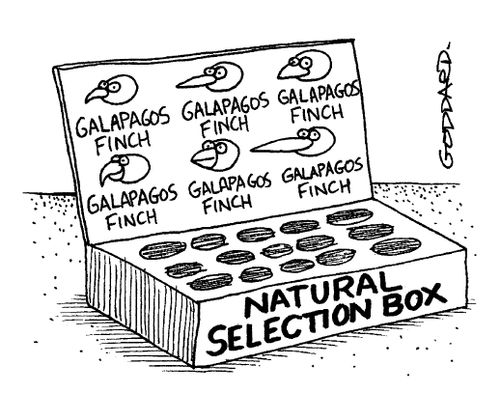 'Natural selection box'