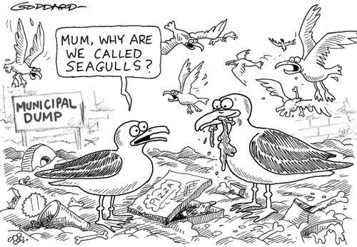 'Mum, why are we called seagulls?'