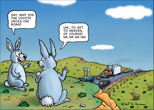 'Why the Coyote Crossed the Road?'