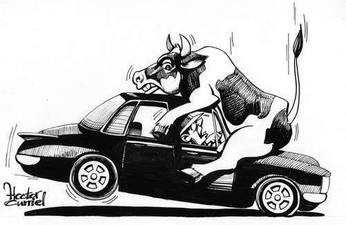 Cow falls from the sky and lands on a car.