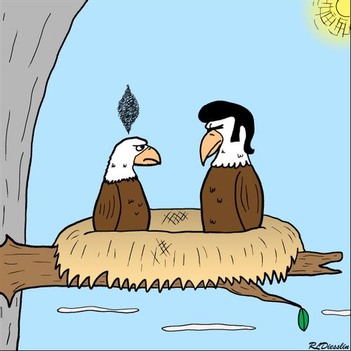 Bald Eagle with a Wig