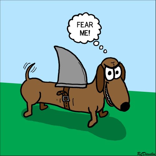 Small dog with a shark fin: Fear me!