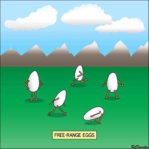 Free Range Eggs.