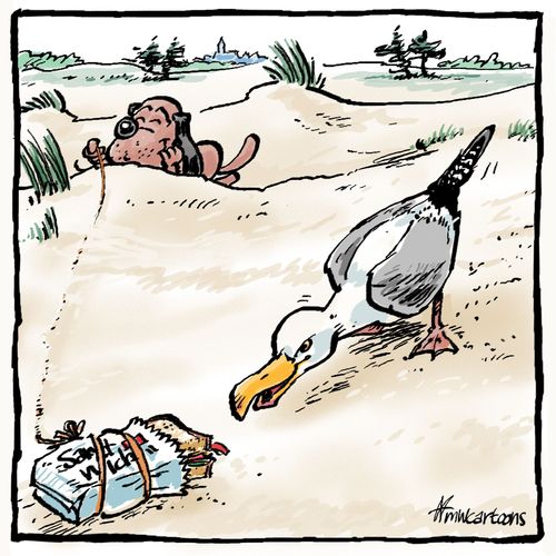 How to fool a seagull