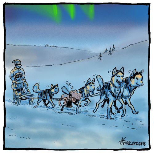 Tired Sleigh Dog.