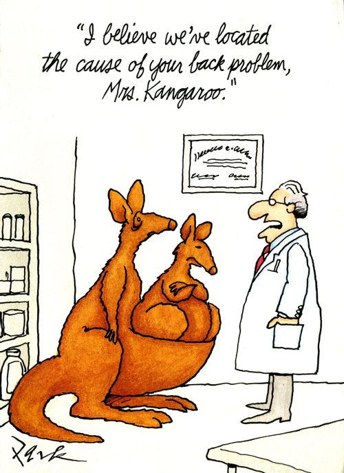 'I believe we've located the cause of your back problem, Mrs. Kangaroo.'