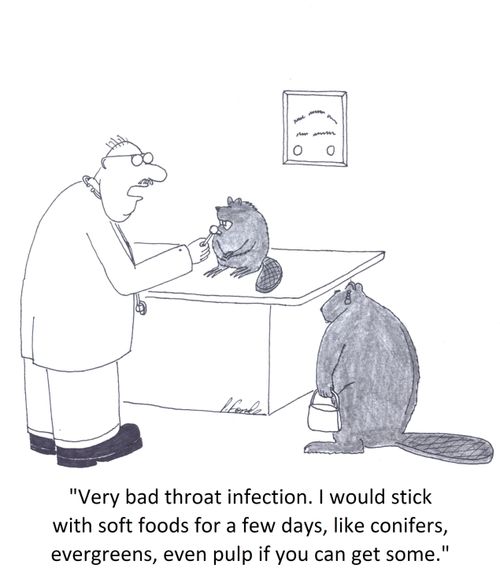 'Very bad throat infection. I would stick with soft foods for a few days, like conifers, evergreens, even pulp if you can get some.'
